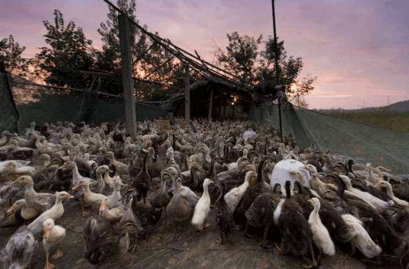 网上旱养肉鸭的饲喂方法_养鸭