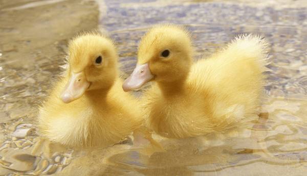 养鸭前期的注意事项_养鸭