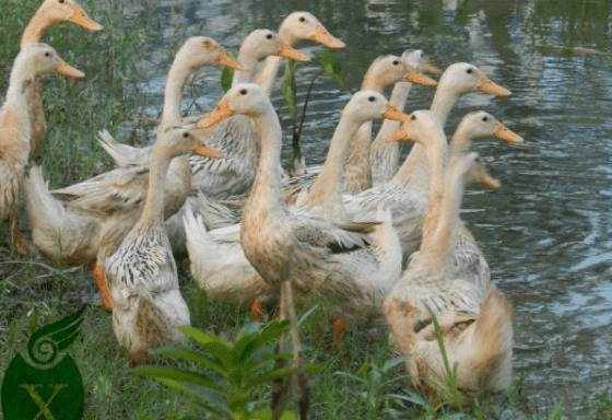 怎么根据蛋鸭情况来喂料_养鸭