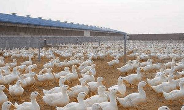 填喂肉鸭的操作方法_养鸭