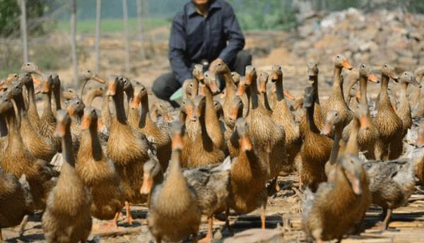 放牧养鸭的饲喂要点_养鸭