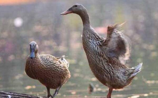 蛋鸭的淘汰标准_养鸭