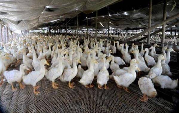 肉鸭饲养环境温度控制方法及注意事项_养鸭