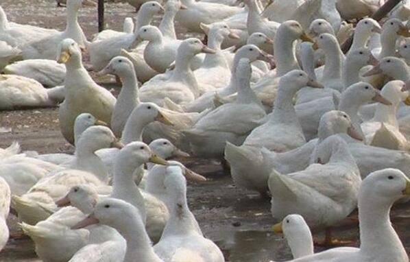 ��Ѽ���ý׶�������ע������_��Ѽ