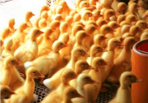 雏鸭舍的湿度要求_养鸭