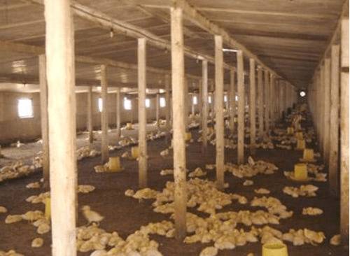 影响蛋鸭产蛋率的环境因素_养鸭