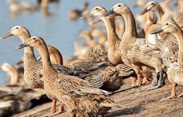 蛋鸭产蛋初期与前期的饲养管理_养鸭