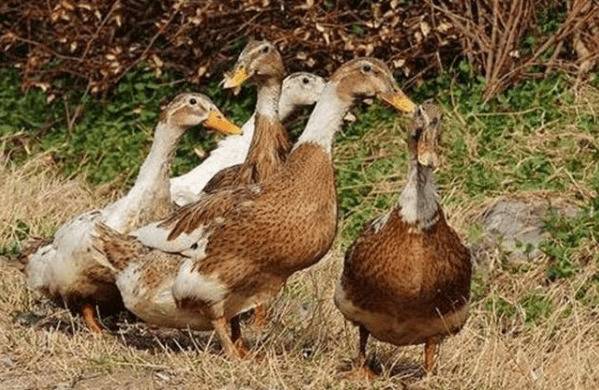 蛋鸭产蛋下降的主要原因_养鸭