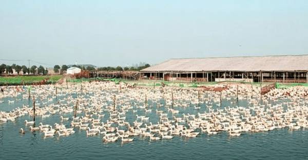 春季养鸭的疾病防治_养鸭