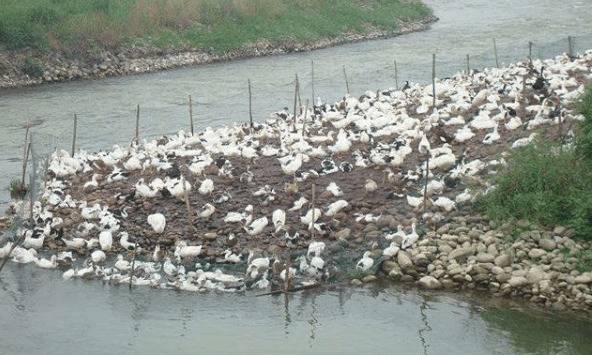 夏季养鸭要降低饲养密度_养鸭