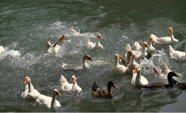 鸭维生素B2缺乏症的症状与治疗方法_养鸭