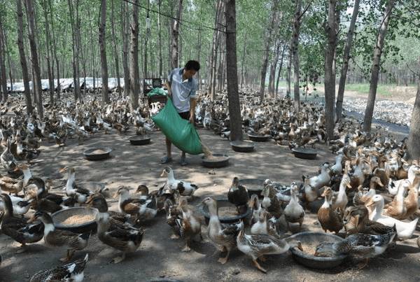 蛋鸭瘫痪的发病原因,蛋鸭瘫痪的预防措施_养鸭