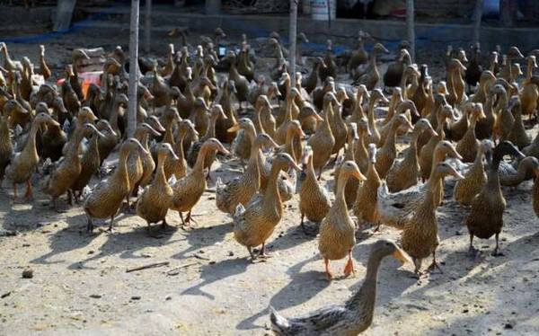 蛋鸭掉大毛的营养因素_养鸭