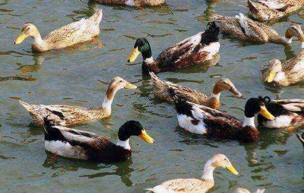 蛋鸭掉大毛的问题,三大原因莫忽视_养鸭