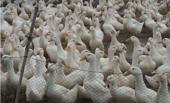 蛋鸭育成期(7~16周)的饲养管理要求_养鸭