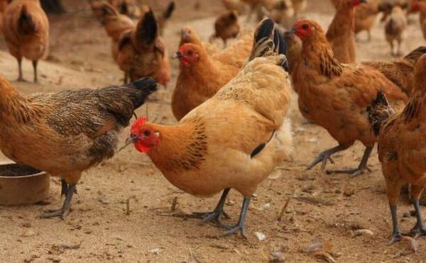 辨别低产蛋鸡的十种方法_养鸡