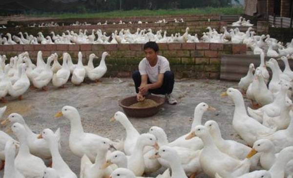 从外形判断是否高产蛋鸭,蛋鸭的外形不会说谎_养鸭