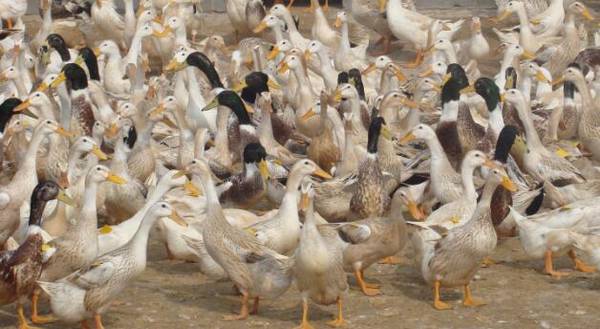 饲养蛋鸭的几点注意事项_养鸭