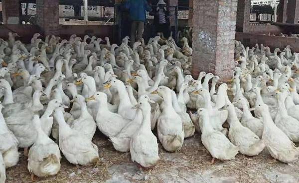 蛋鸭的免疫程序与疫苗要求_养鸭