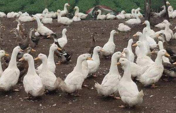 治疗鸭子结石病的小偏方_养鸭