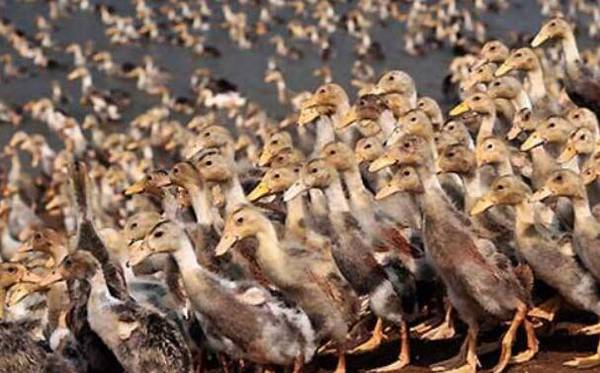 养鸭成本与利润分析_养鸭