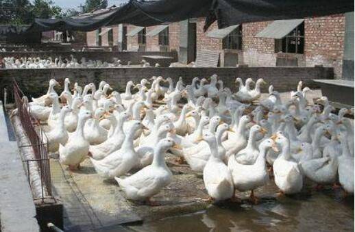 肉鸭养殖成本与利润分析_养鸭