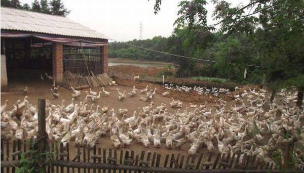 蛋鸭圈养的经验技巧,蛋鸭圈养的注意事项_养鸭