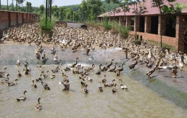 蛋鸭旱养好处多,蛋鸭旱养生态又节水_养鸭