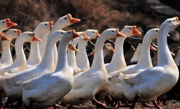 养鹅育肥的常用方法_养鹅