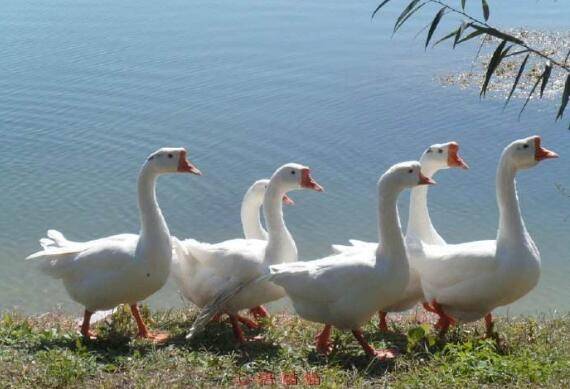 养鹅育肥的常用方法_养鹅