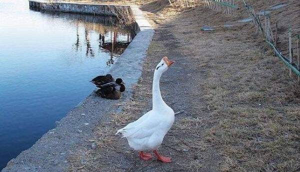 肉鹅放牧育肥的注意事项_养鹅