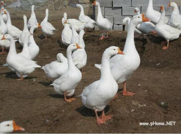 休产期种鹅的饲喂要点_养鹅