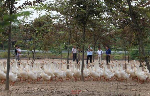 林地养鹅的果树选择要求_养鹅