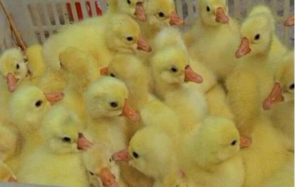 雏鹅管理的五大要点_养鹅