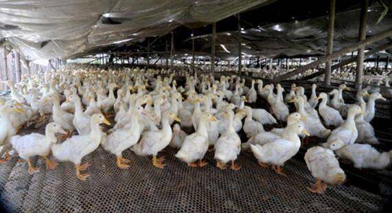 养鸭饲料怎么用药,鸭饲料的用药技巧_养鸭