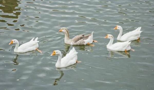 鸭鹅软脚的病因与症状及防治方法_养鸭