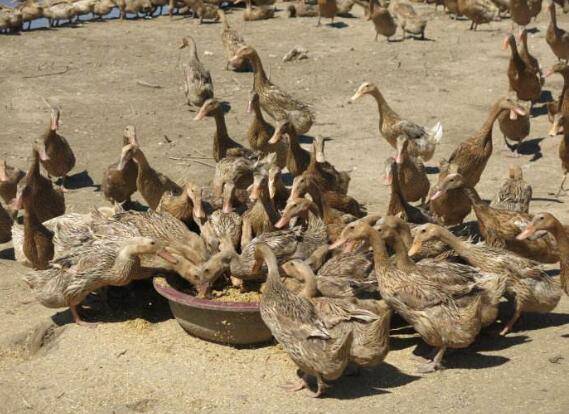 鸭黄病毒病的症状与防治方法_养鸭