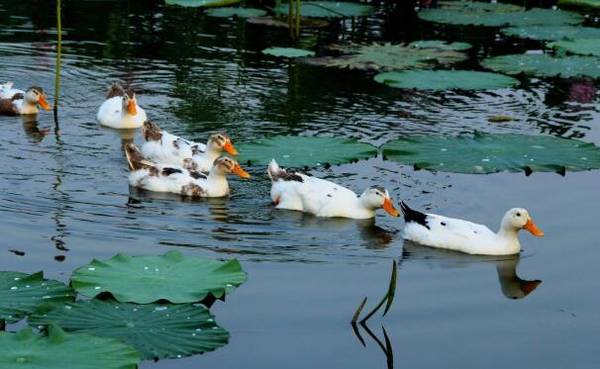 鸭子不能站立怎么办,鸭子不能站立的防治_养鸭