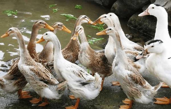 肉鸭育肥的最佳时间,肉鸭育肥的饲料配方_养鸭