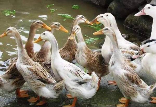 饲养蛋鸭的几点注意事项_养鸭
