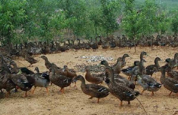 大棚养鸭时的雏鸭与成鸭管理_养鸭