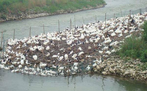 肉鸭养殖成本与利润分析_养鸭