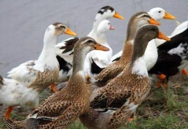 蛋鸭下畸形蛋的主要原因_养鸭