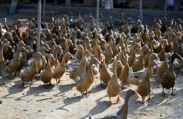 鸭子头肿胀的症状与防治方法_养鸭