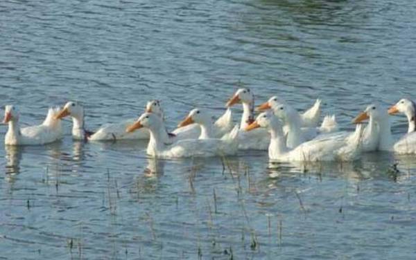 鸭病毒性肝炎的病因,鸭病毒性肝炎的防治_养鸭