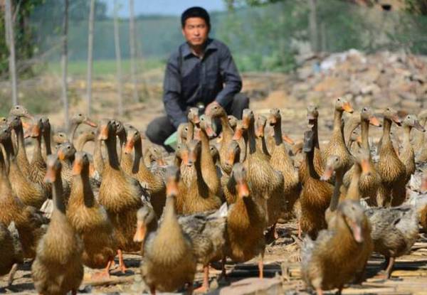 鸭痛风病怎么办,鸭痛风病的防治方法_养鸭