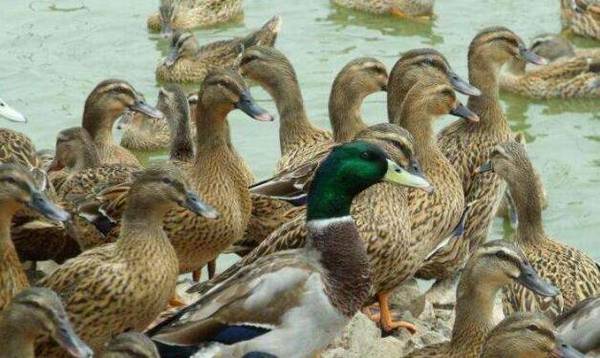 秋季肉鸭放养的管理要求_养鸭