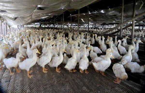 肉鸭填喂增肥的方法_养鸭