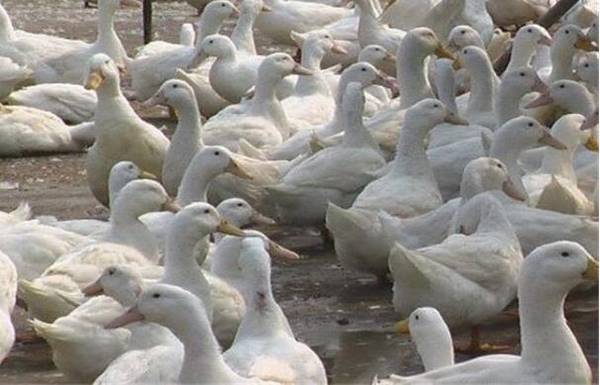 麻鸭育雏期的饲料要求_养鸭