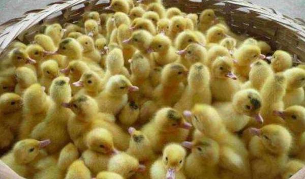 养鸭出栏率的影响因素_养鸭